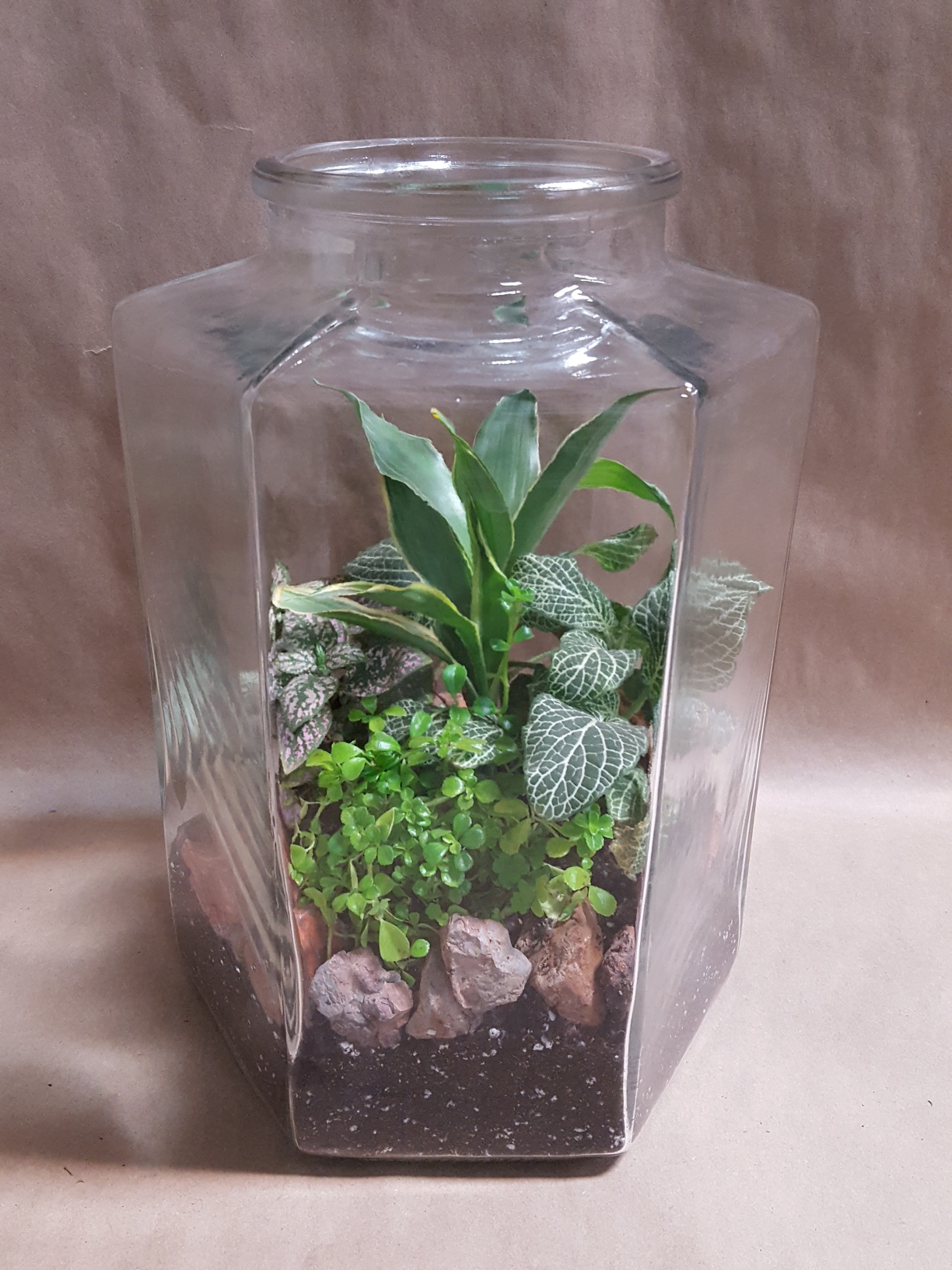 Terrarium, Hexagon Karthauser & Sons, Inc